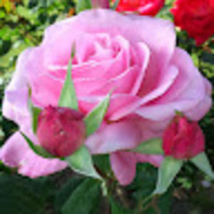 Meet your Posher, Paula